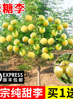 蜂糖李子树苗新品种嫁接蜜