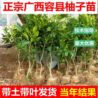 沙田柚苗特大果嫁接树泰国红