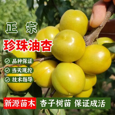 珍珠油杏苗嫁接甜子金太阳