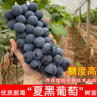 夏黑葡萄苗嫁接无籽爬藤葡萄树苖早熟盆栽的地栽北方南方庭院种植