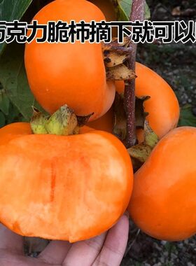 嫁接柿子苗日本无核特大脆甜