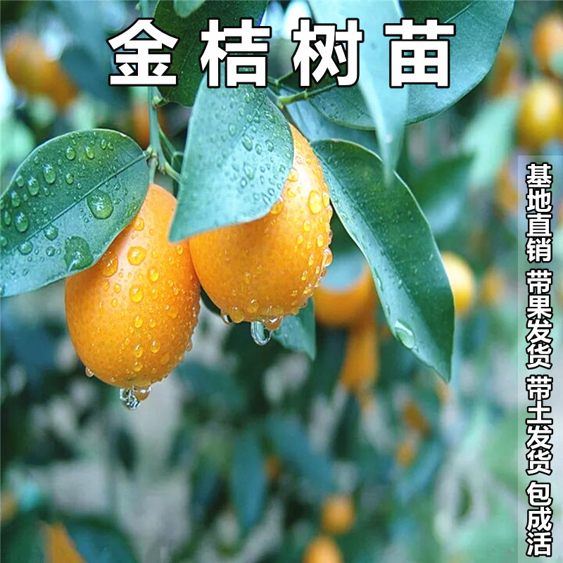 金桔带果盆栽树苗四季食用