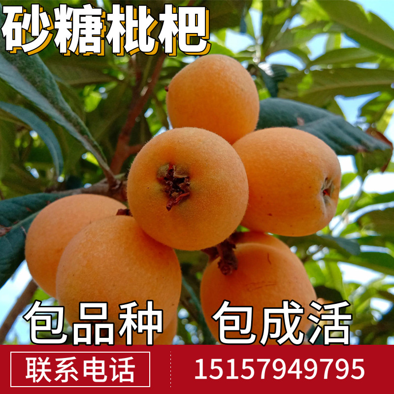 无核砂糖枇杷苗南北方庭院地栽大枇杷树果苗盆栽嫁接琵琶当年结果