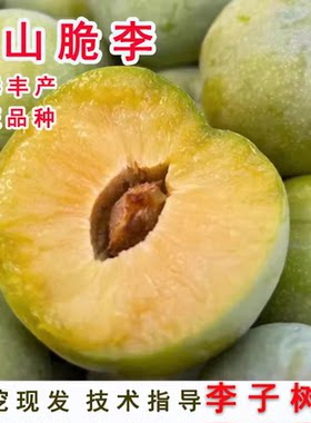 重庆李子树苗特大蜂糖巫山