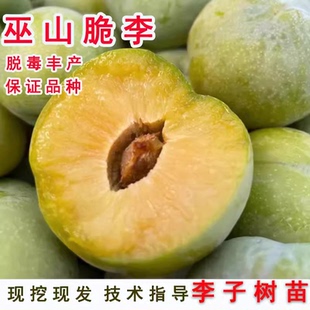 重庆李子树苗特大蜂糖李子苗巫山脆李嫁接晚熟青脆李树苗脆红李苗