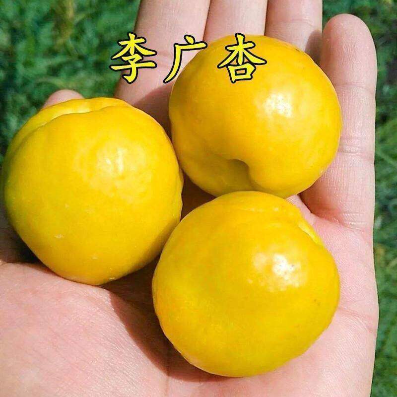 嫁接杏树苗李广杏苗各种稀有水果树苗李光杏敦煌李广杏果树苗正宗