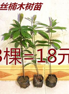 正宗金丝楠木树苗南方珍稀名