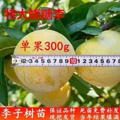 蜂糖李子树苗嫁接特大早熟