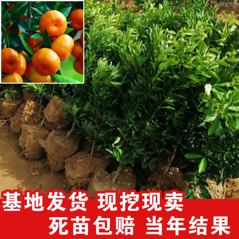 爱媛38号2红美人桔子树大