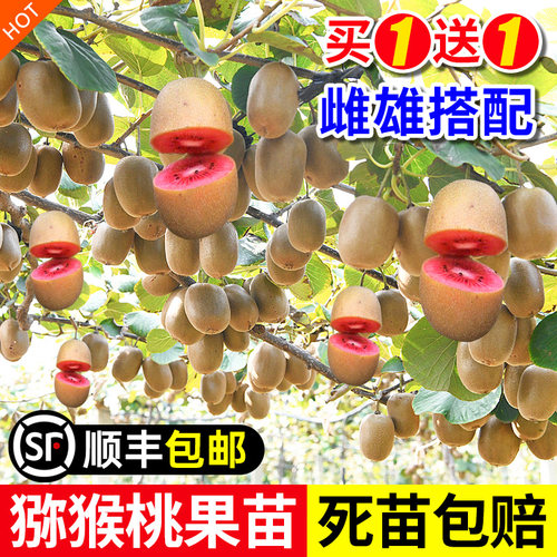 红心猕猴桃树果苗徐香软枣