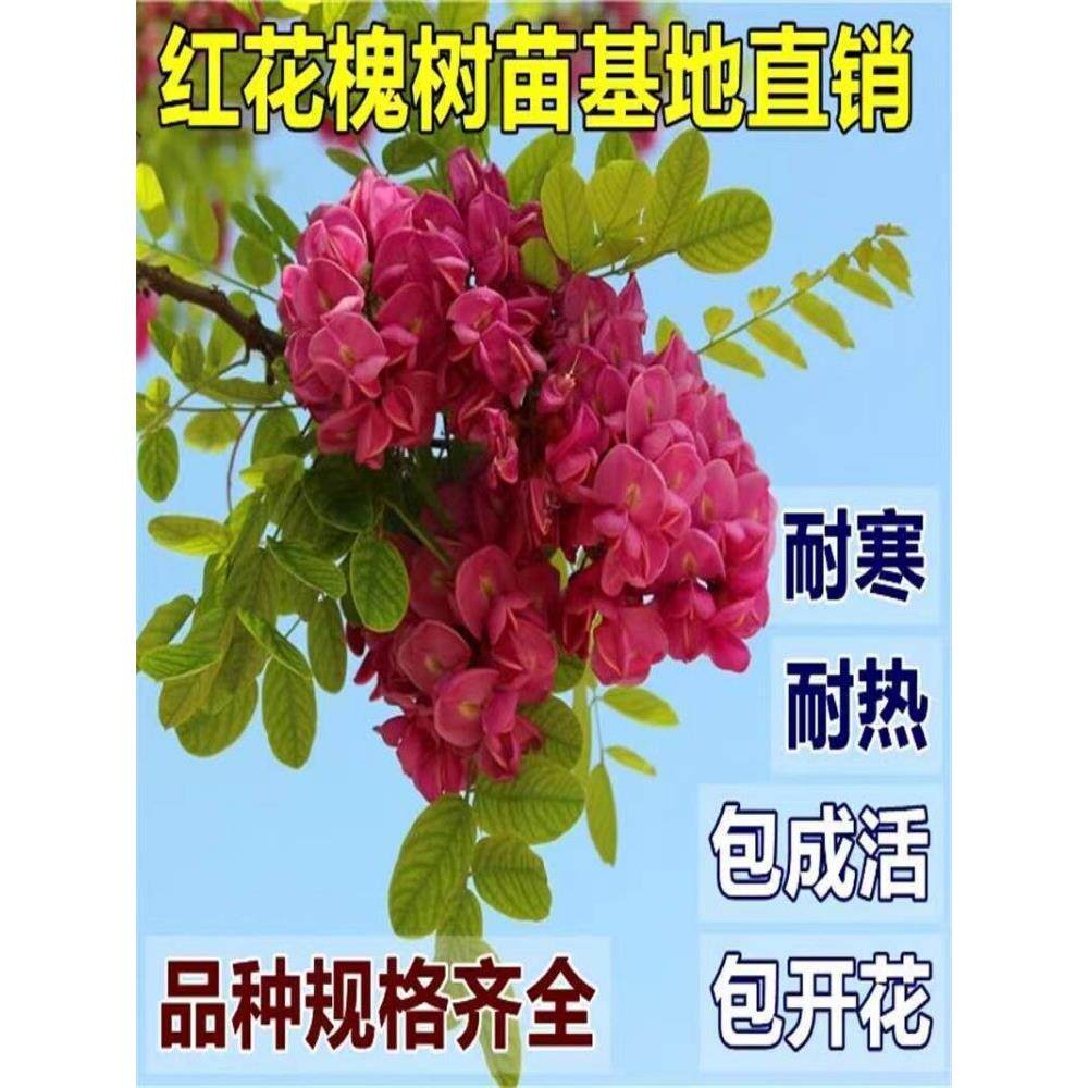 香花槐树苗富贵树槐花苗红花槐树苗庭院绿化花卉花园植物洋槐树苗