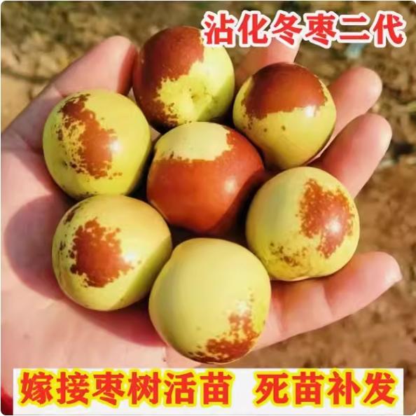 冬枣苗枣树苗沾化冬枣苗嫁接苗二代冬枣树苗脆甜大枣南方北方种植