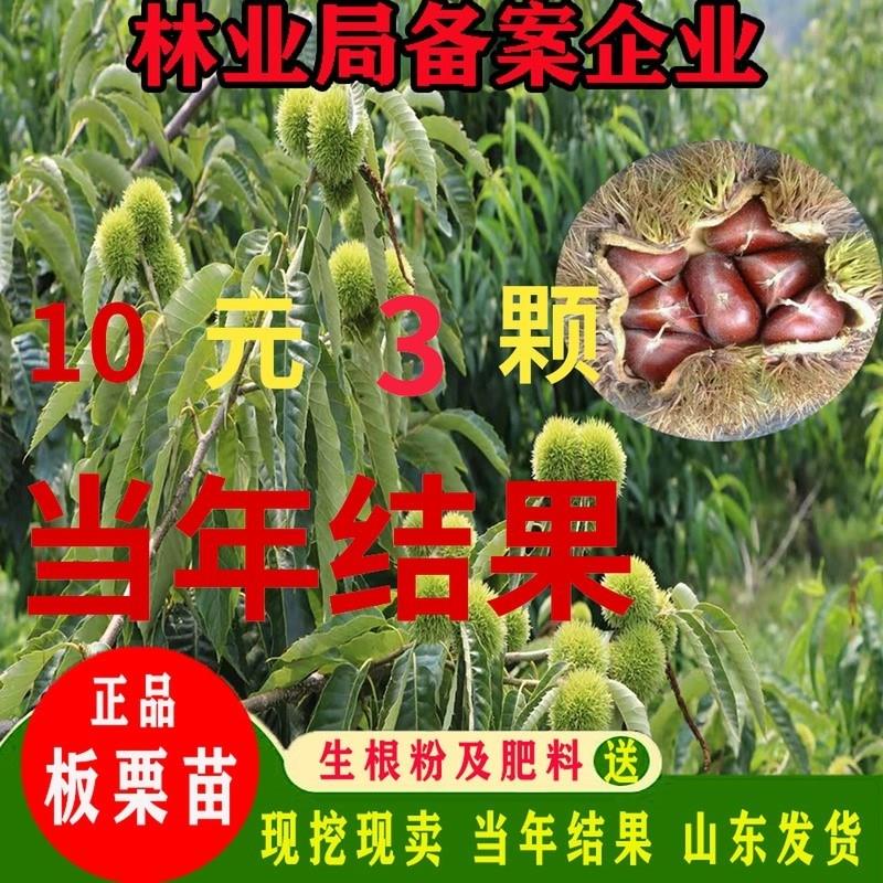 板栗树苗栗子盆栽户外地栽嫁接苗南方北方种植当年结果试种果树苗