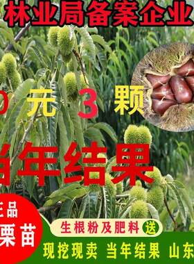 板栗树苗子盆栽户外地嫁接南