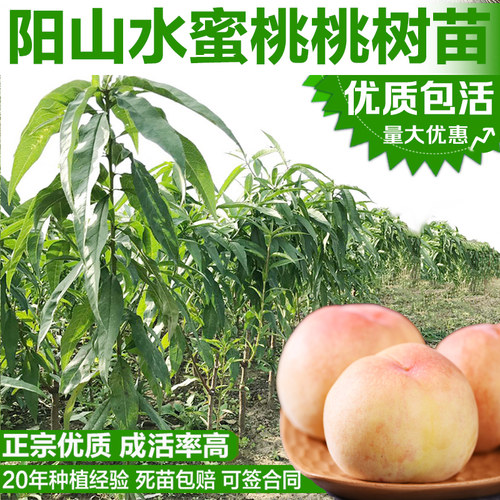 正宗无锡阳山水蜜桃苗嫁接