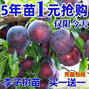 蜂糖李子树苗嫁接特大晚熟脱骨青脆李子果树苗南北方种三华李树苗