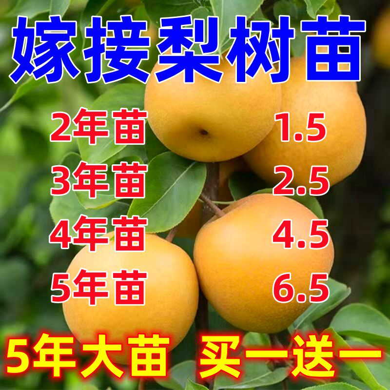 梨树果苗黄金梨秋月梨早酥红梨南北方种植特大嫁接梨树苗当年结果