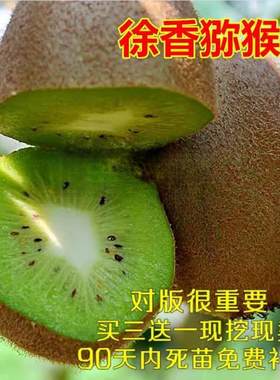 爬藤果树徐香猕猴桃苗绿