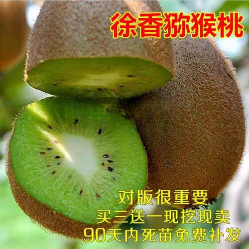 爬藤果树徐香猕猴桃苗绿