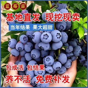 夏普蓝蓝莓苗南方北方蓝莓树果苗阳台盆栽四季组培苗地栽当年结果