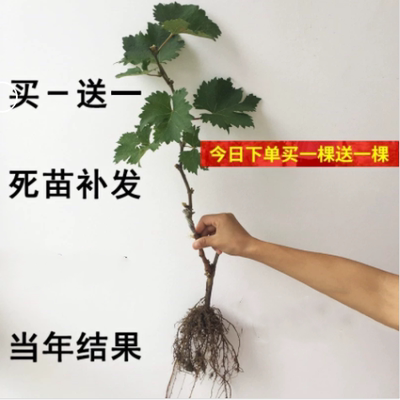巨峰葡萄树苖当年结果大苗