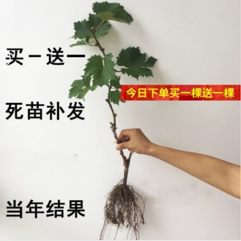 巨峰葡萄树苖当年结果大苗
