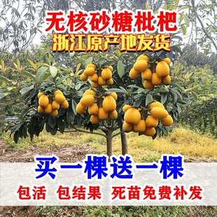 无核枇杷树苗特大砂糖大五星果树苗嫁接枇杷苗当年结果南北方种植