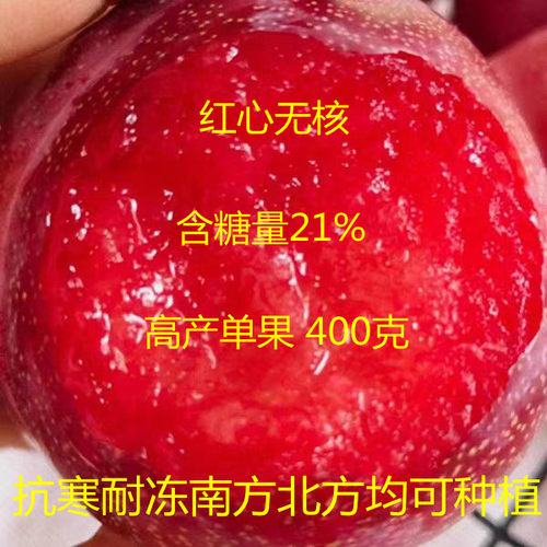 红心无核李子树苗嫁接当年