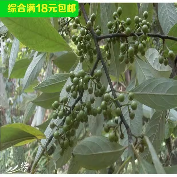 白胡椒树苗 黑胡椒苗 胡椒地栽苗盆栽都可以当年结果南北方种植