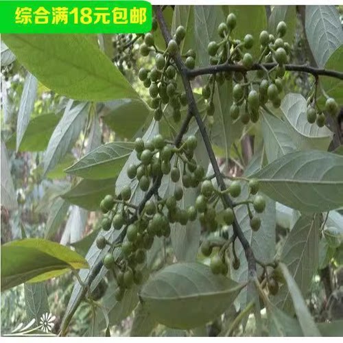 白胡椒树苗黑地栽盆都可以当