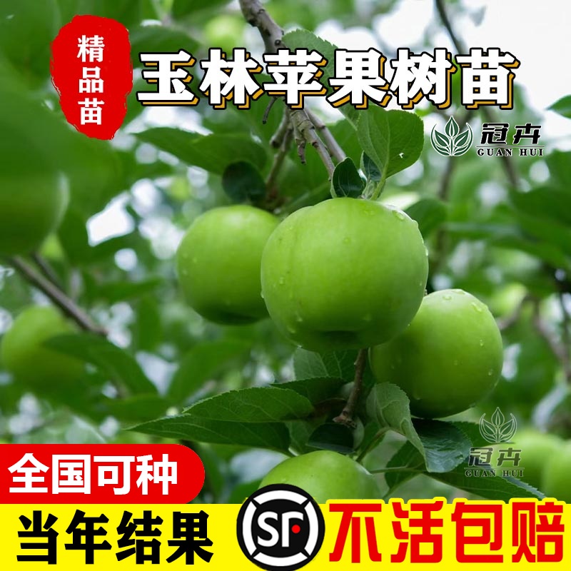 玉林苹果树苗南北方地栽庭