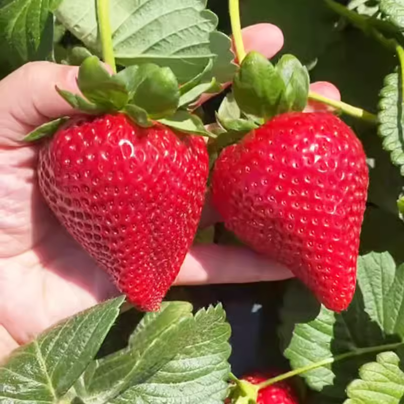 草莓苗 四季草莓 攀援草莓苗阳台爬藤草莓苗盆栽当年结果奶油红颜