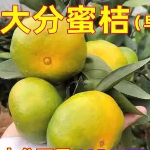 大分四号桔子树苗嫁接特早熟蜜桔大分一号柑橘树苗大丰4号橘子树