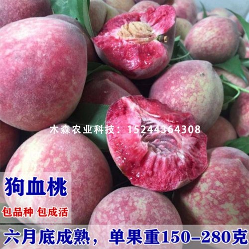 老品种血桃树苗嫁接狗早熟