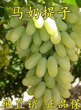无核马奶提子葡萄苖大新