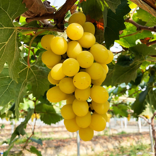 黄金阳光玫瑰葡萄苗无籽阳光十三黄葡萄树苖盆地栽北南方庭院种植