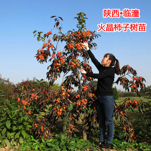 陕西临潼火晶柿子树苗嫁接无核南方北方别墅庭院盆栽地栽当年结果