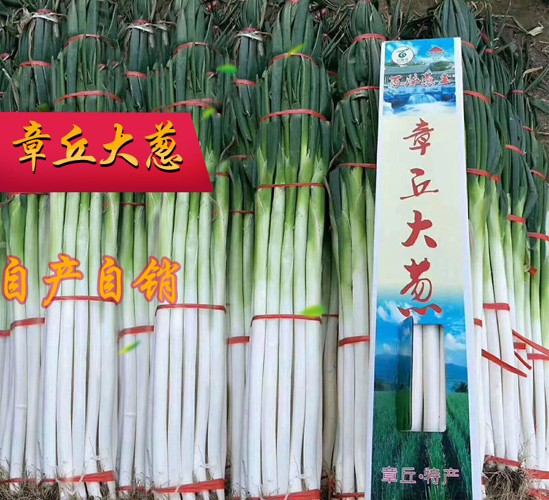 正宗山东章丘大葱一级新鲜5斤生吃铁杆甜葱水果葱脆口