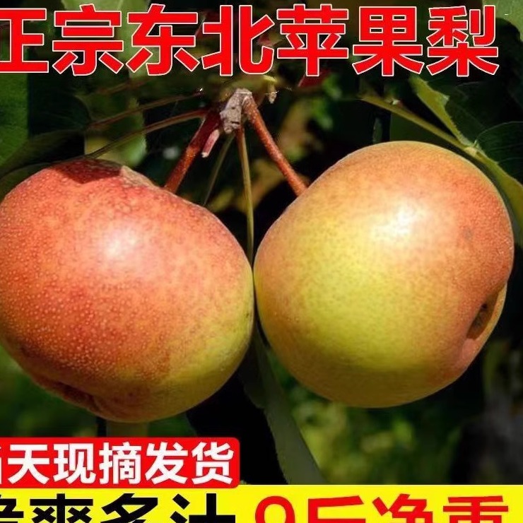 东北延边苹果梨延吉龙井特产霜后新鲜孕妇水果酸甜脆多汁10斤
