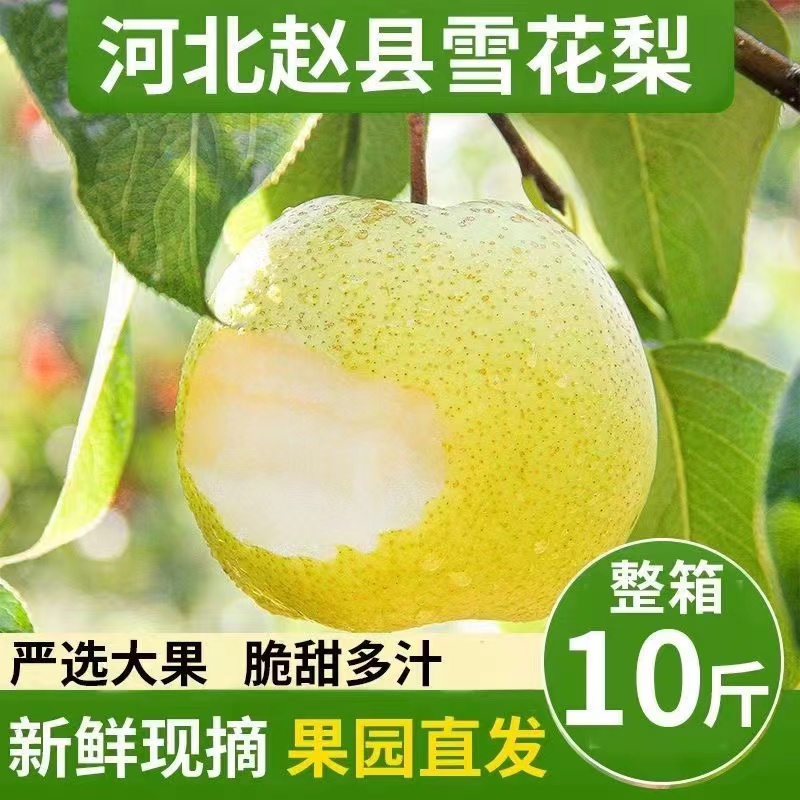 正宗河北赵县雪花梨2023新鲜现摘冰糖雪梨子大果5/10斤整箱包邮。