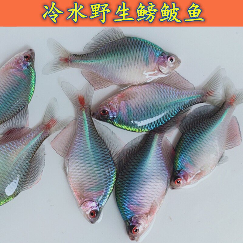 鳑鲏除藻小型冷水鱼好养