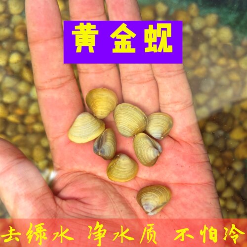 黄金蚬专吃鱼粪便净水观赏鱼