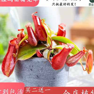 血腥玛丽猪笼草【食虫草红宝石猪笼草驱蚊草捕蚊草苍蝇食虫植物】