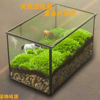 植物青苔微景盒子玻璃盆景苔藓微景观微缩森林生态瓶缸桌面摆件