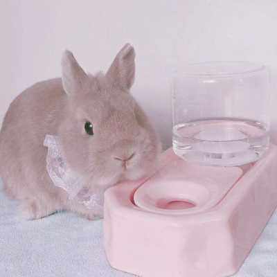 陶瓷自动饮水机不湿毛兔子豚鼠土拨鼠猫咪水壶水碗大容量高