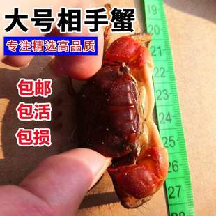 宠物螃蟹迷你蟹溪蟹辣椒蟹饲料活物鱼缸观赏沙蟹专用缸中华相手蟹