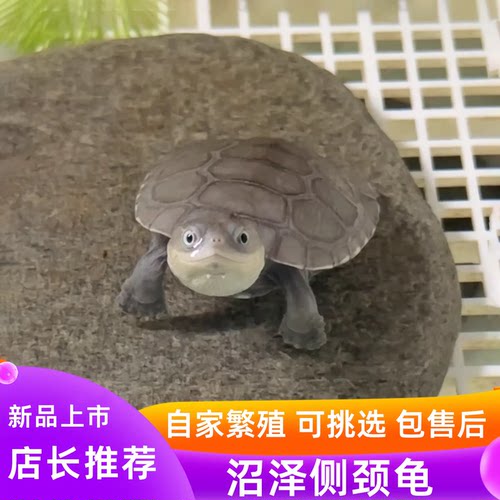 沼泽侧颈龟苗网红西非仰泳微笑龟
