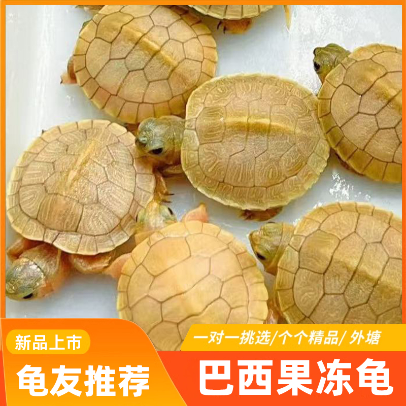 焦糖果冻巴西龟变异乌龟白化小乌龟观赏龟深水乌龟招财龟乌龟活体