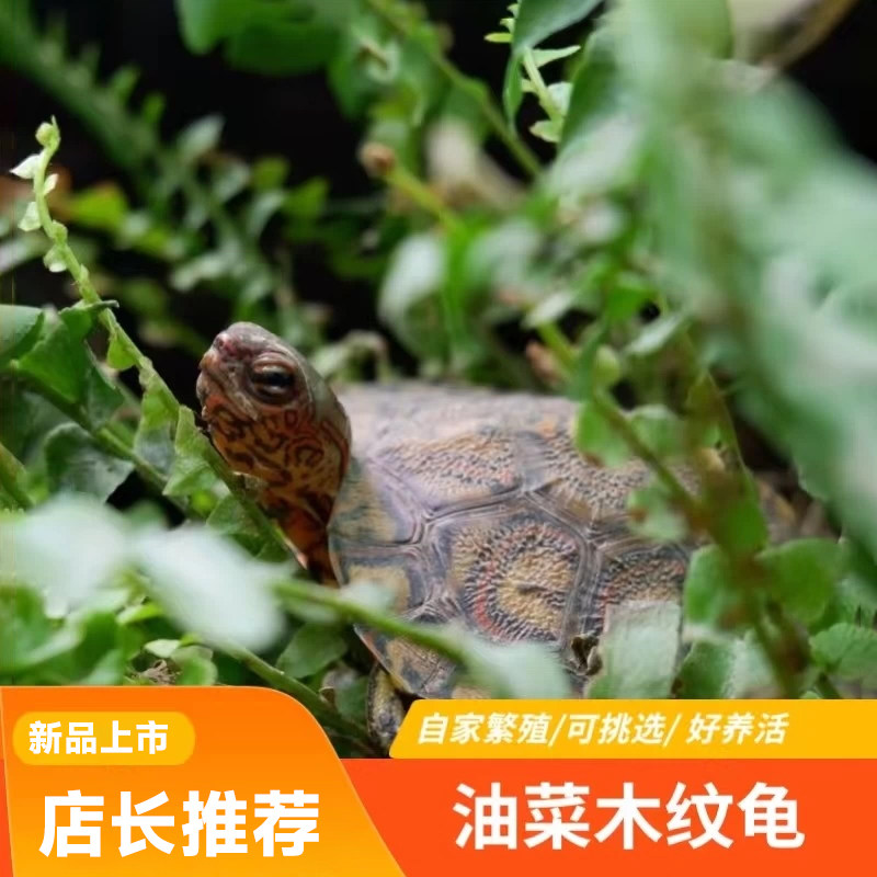 油菜木纹龟洪都拉斯半水龟吃素菜油菜半水龟观赏网红宠物龟可挑选