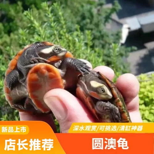 深水龟清缸龟圆澳龟吃地下杂质